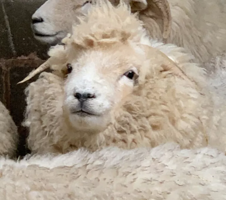 <p>Exmoor Horn Sheep</p> - Born For The Moor